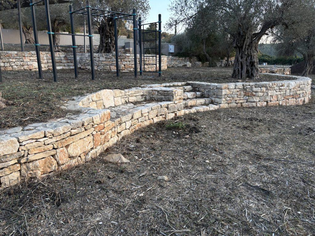 קיר טרסה מעוגל עם מדרגות סביב זית עתיק — פרויקט הנוף בכרם הזיתים