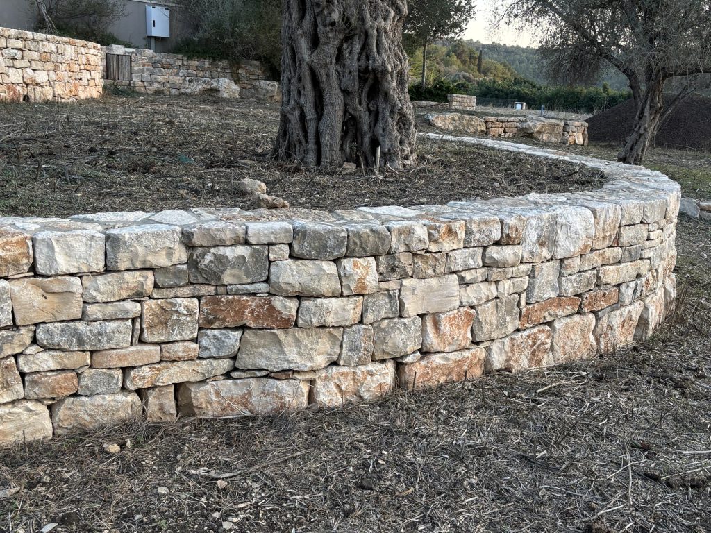 קיר אבן מעוגל עוטף עץ זית עתיק — פרויקט הנוף בכרם הזיתים
