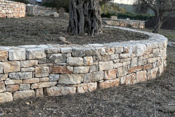 קיר אבן מעוגל עוטף עץ זית עתיק – פרויקט הנוף בכרם הזיתים