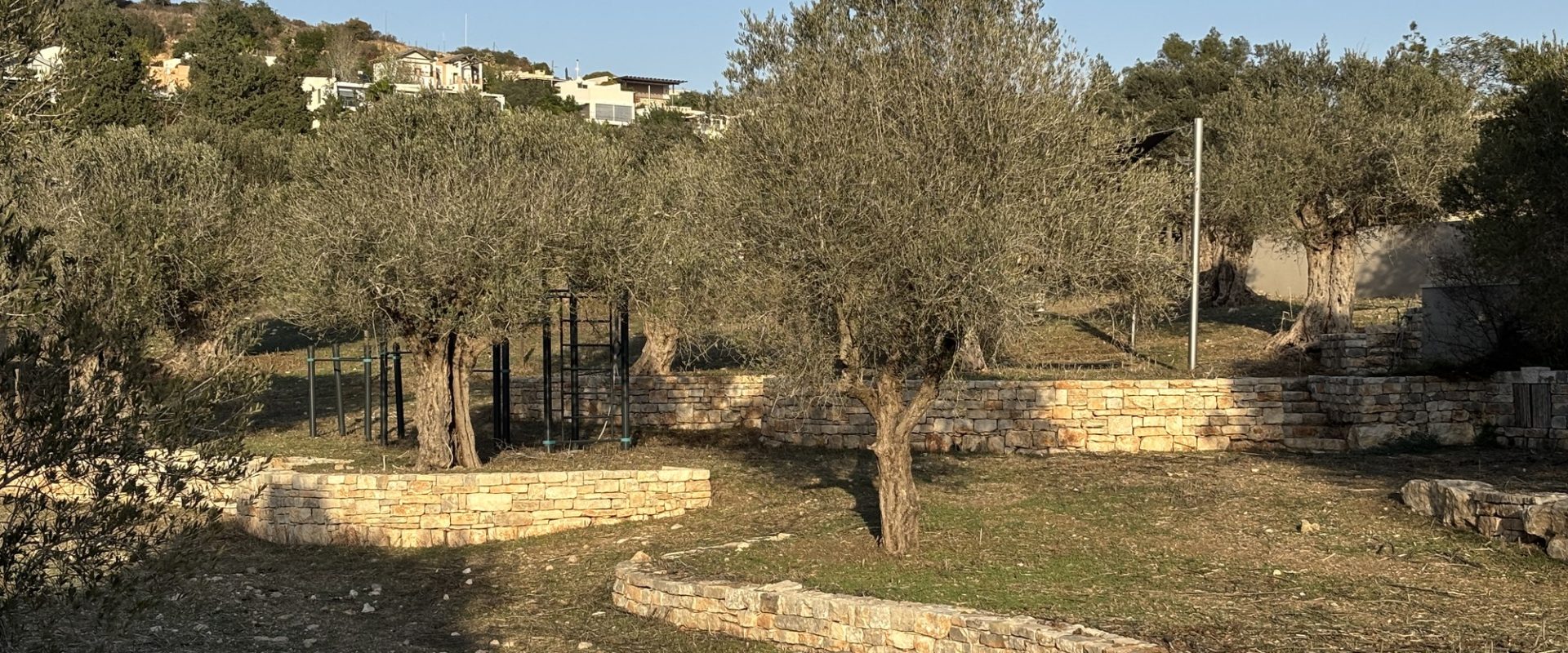 קירות טרסה מתעקלים בכרם זיתים באור חם — פרויקט הנוף בכרם הזיתים