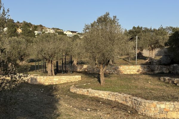 קירות טרסה מתעקלים בכרם זיתים באור חם – פרויקט הנוף בכרם הזיתים