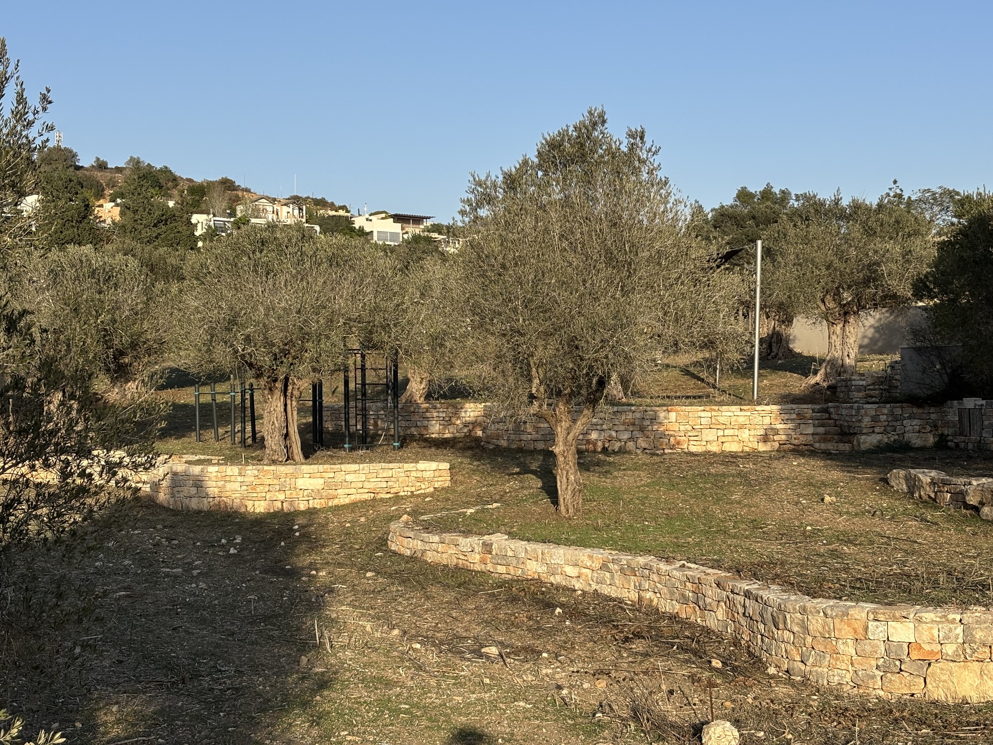 קירות טרסה מתעקלים בכרם זיתים באור חם — פרויקט הנוף בכרם הזיתים