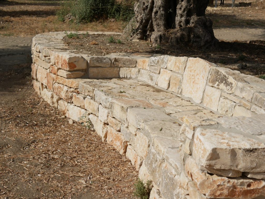 ספסל אבן מעוגל גמור מתחת לעץ זית — פרויקט הקשתות 2022